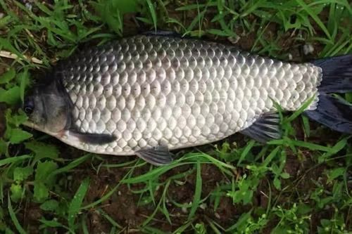 鯽魚圖片100張