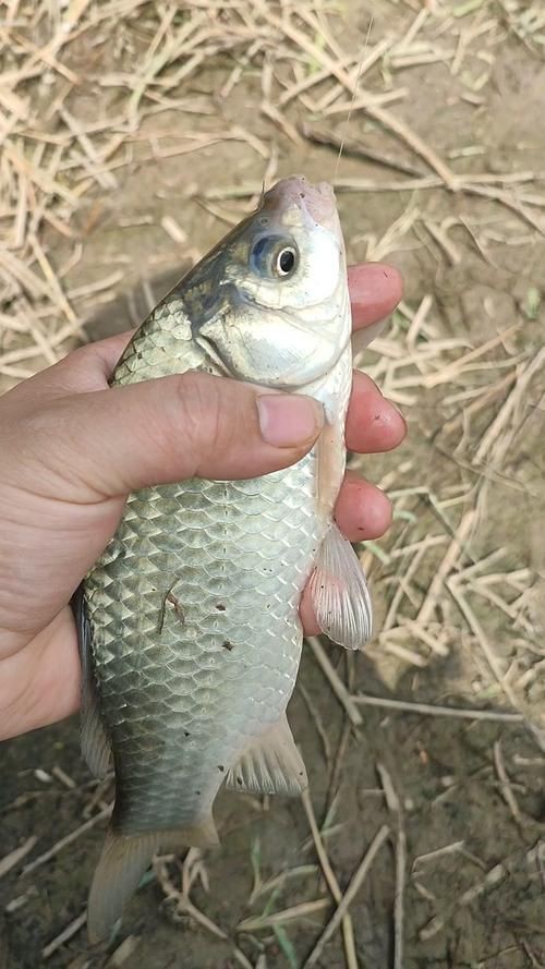 鯽魚圖片100張