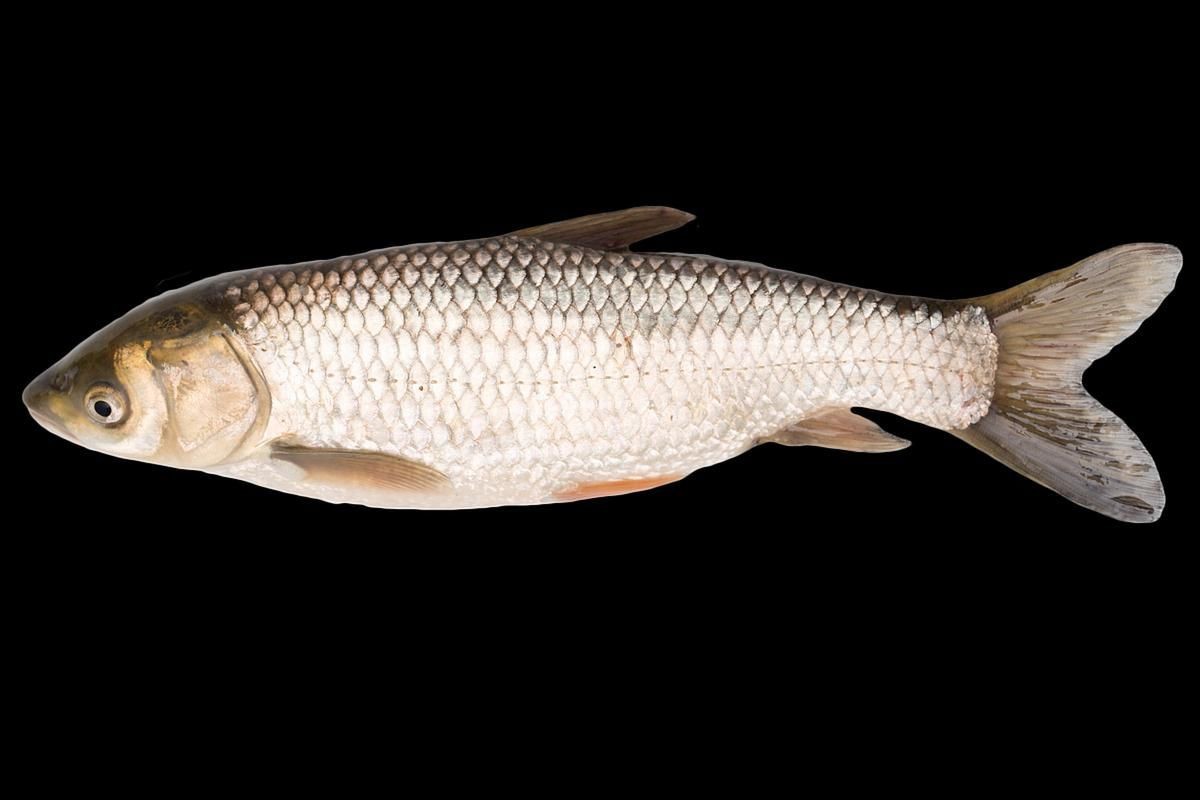 鯽魚圖片100張
