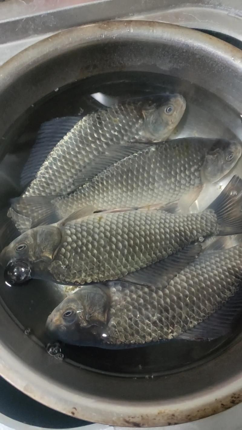 鯽魚圖片100張