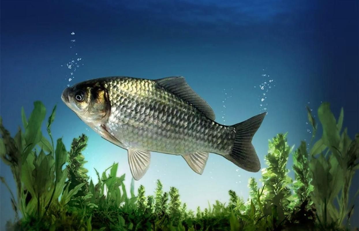 鯽魚圖片100張