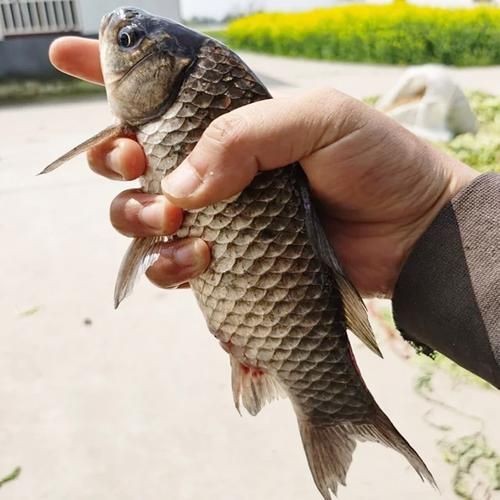 鯽魚圖片100張