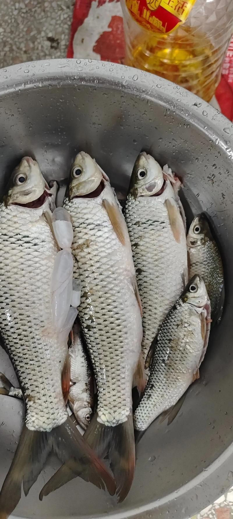 鯽魚圖片100張