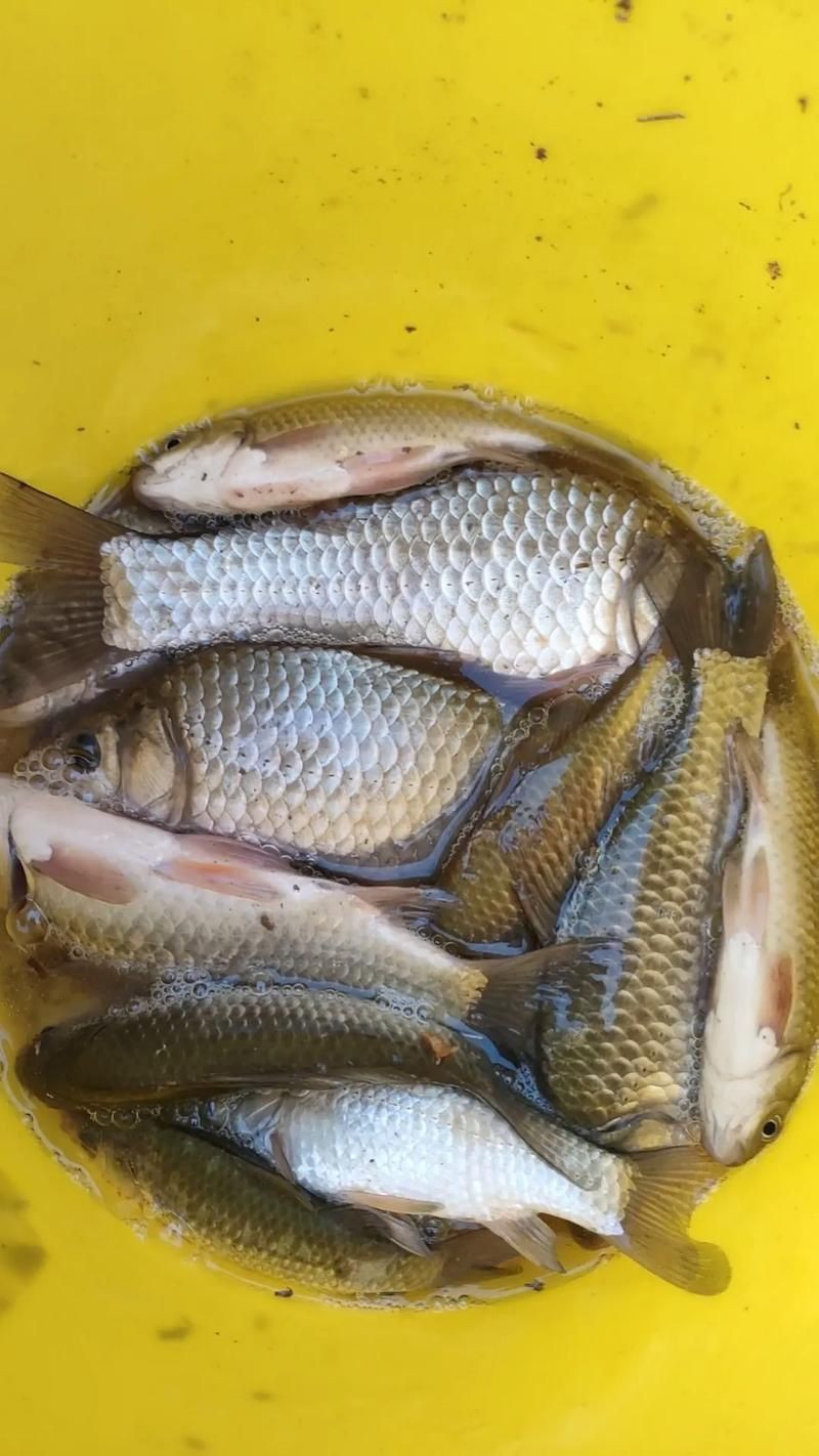 鯽魚圖片100張