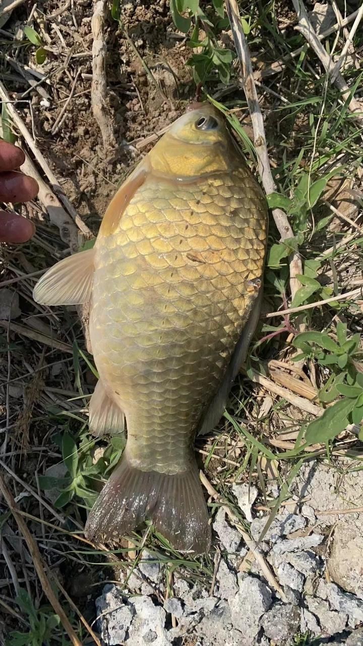 鯽魚圖片100張