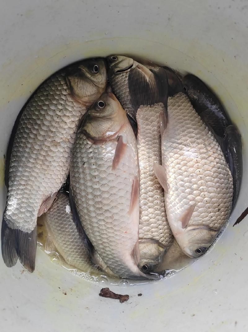 鯽魚圖片100張