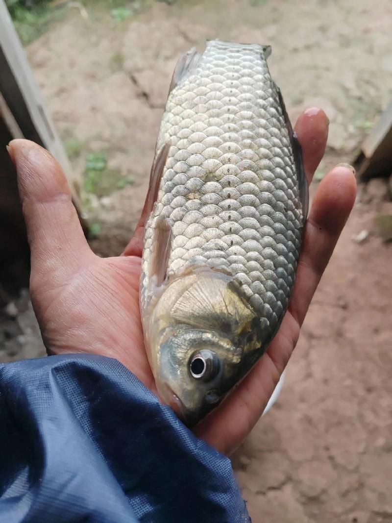 鯽魚圖片100張