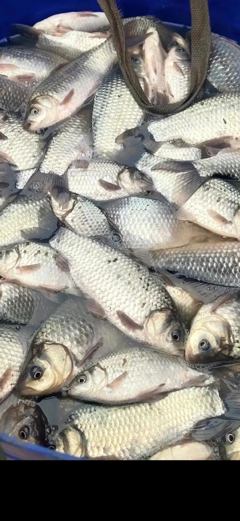 鯽魚圖片100張