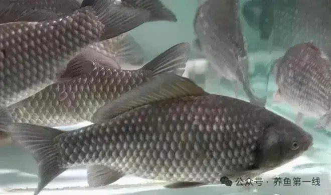 鯽魚圖片100張
