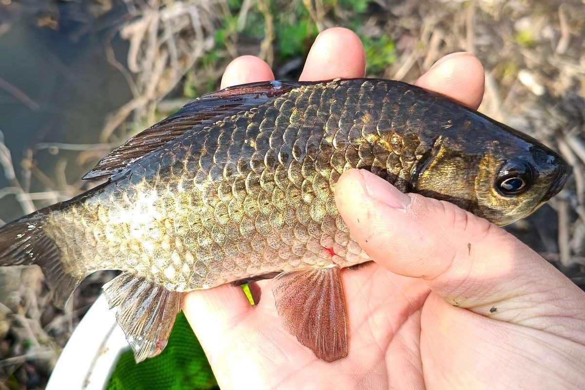 鯽魚圖片100張