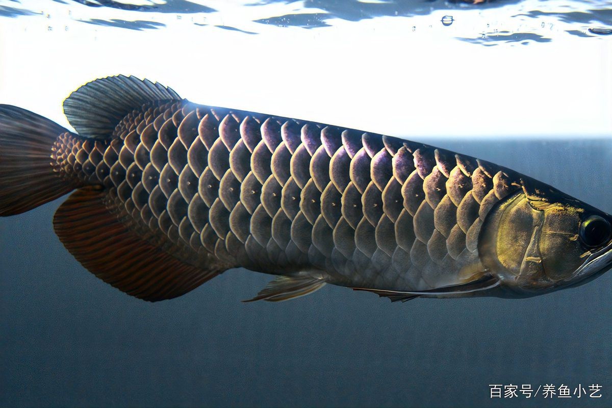 金龍魚是淡水魚還是海水魚圖片