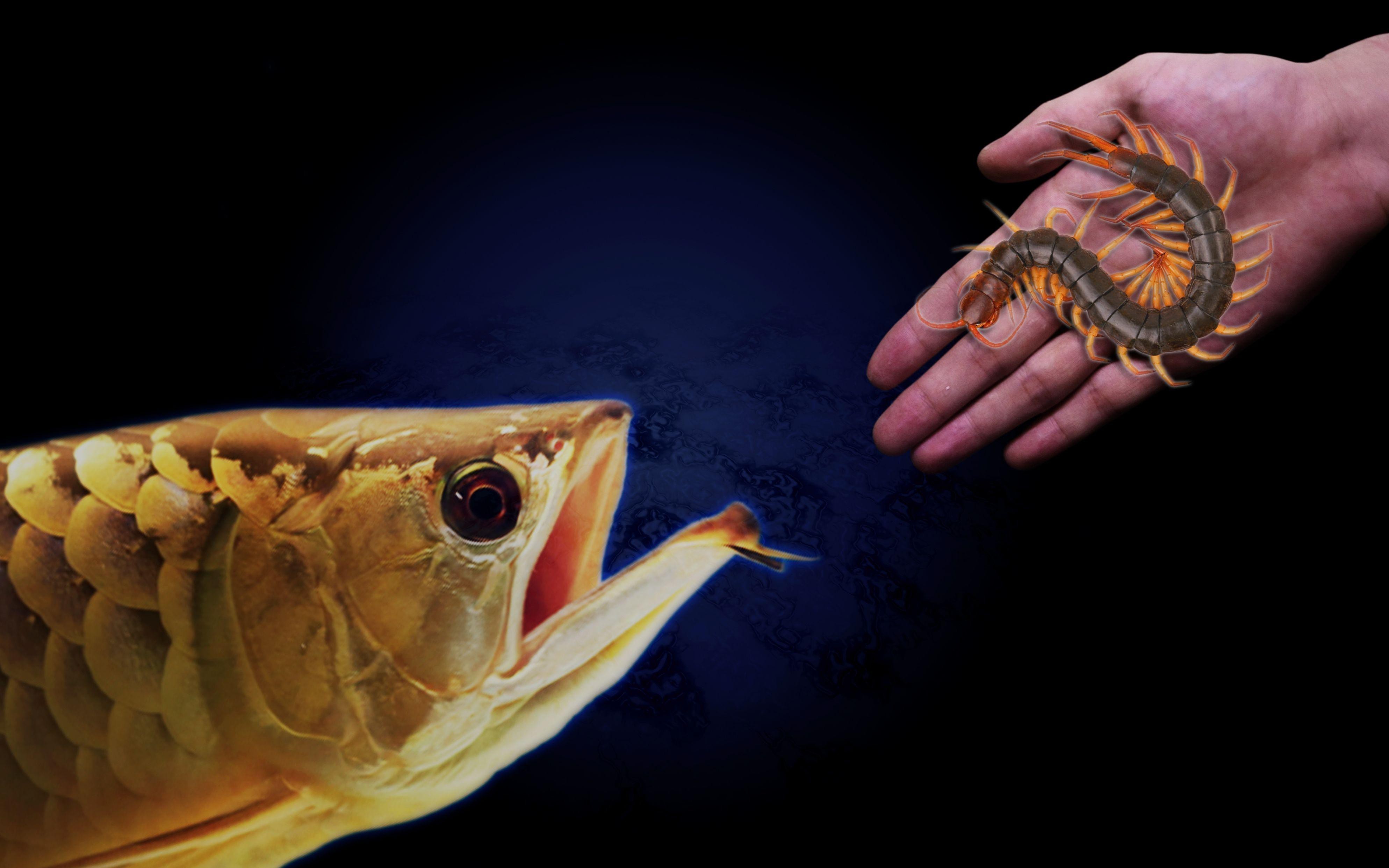 恢復期龍魚應該如何喂食？