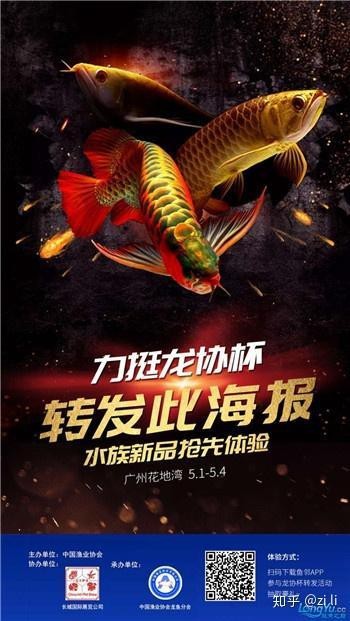 恢復期龍魚應該如何喂食？