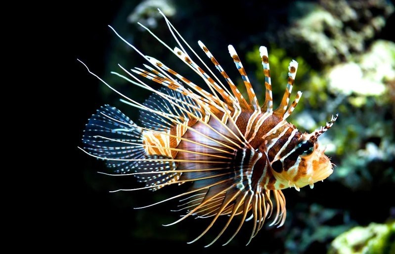 獅子魚價格多少一斤
