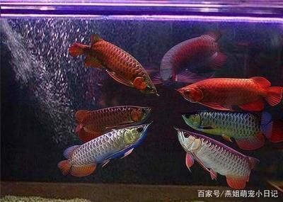 紅龍魚背景什么顏色好看又好養活（紅龍魚背景什么顏色好看又好養活呢）