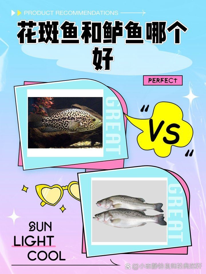花斑魚和鱸魚哪個好