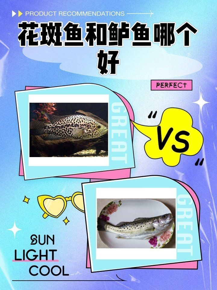 花斑魚和鱸魚哪個好
