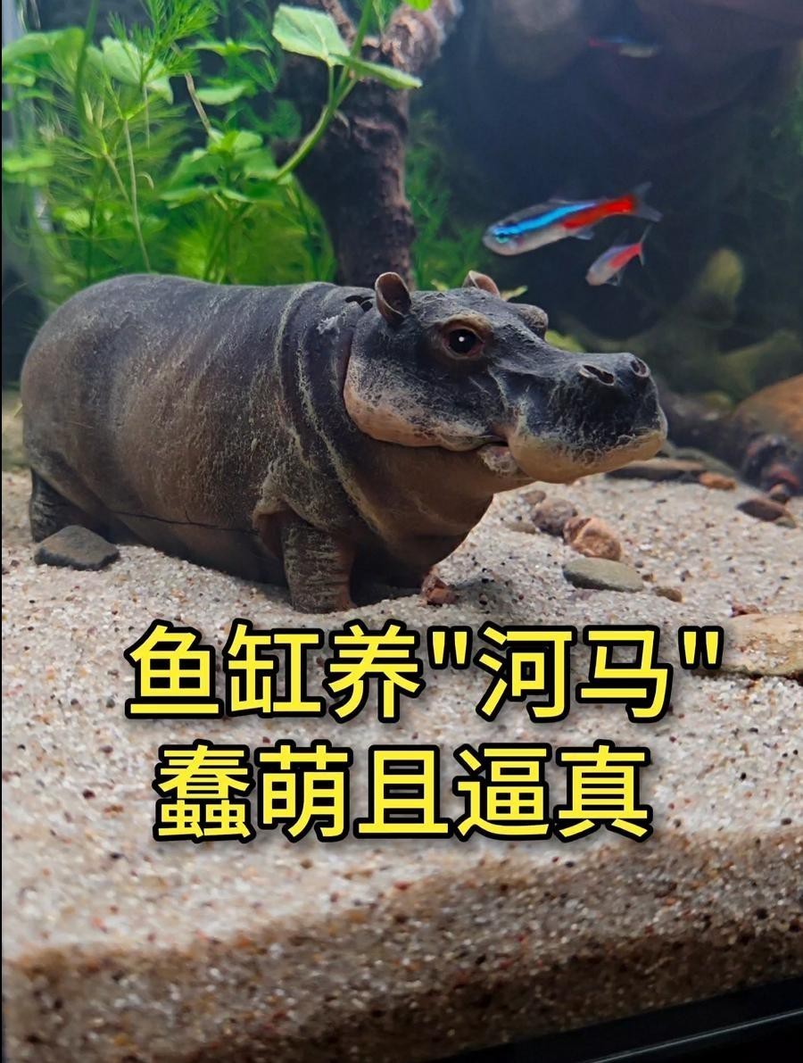 魚缸上面放什么擺件好