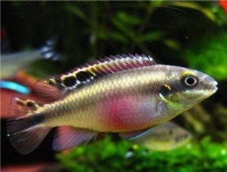 紅肚鳳凰魚一般多大