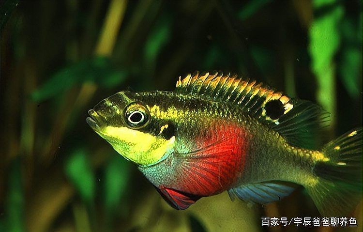 紅肚鳳凰魚一般多大