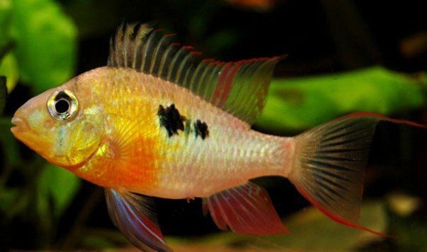紅肚鳳凰魚一般多大