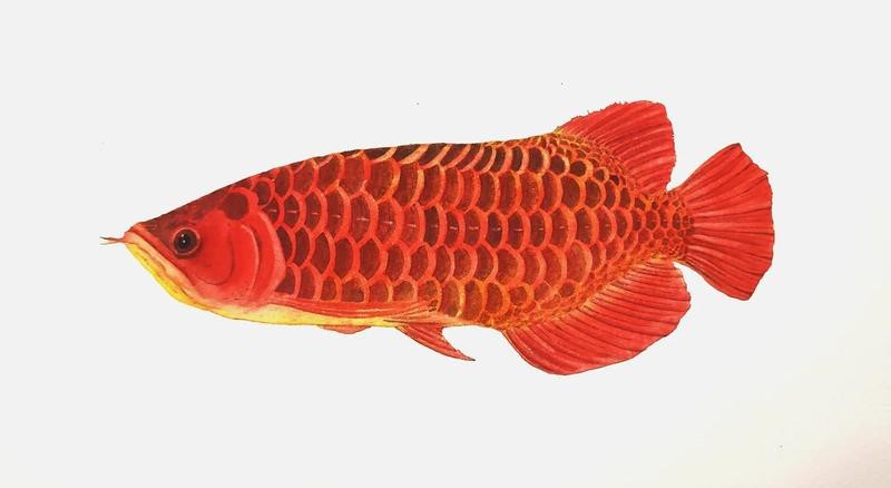 龍魚象征