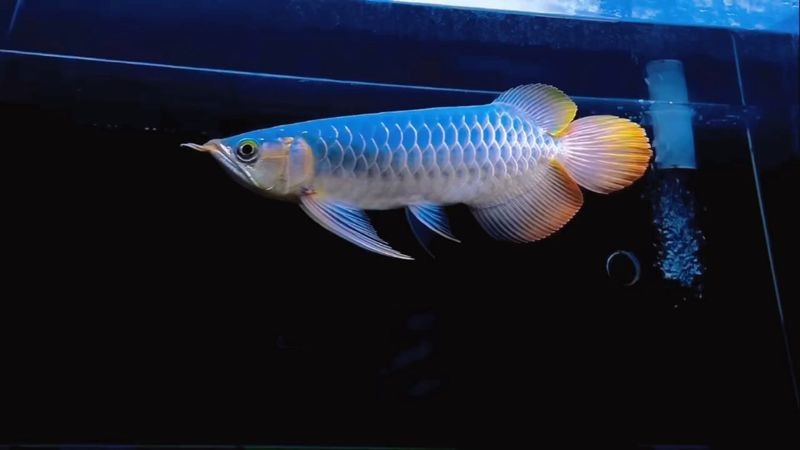 紅龍魚戰車屬于什么檔次