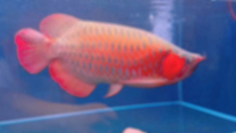 紅龍魚戰車屬于什么檔次