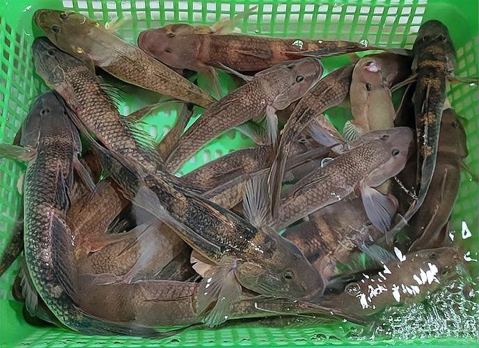 龍躉魚養殖技術有哪些？