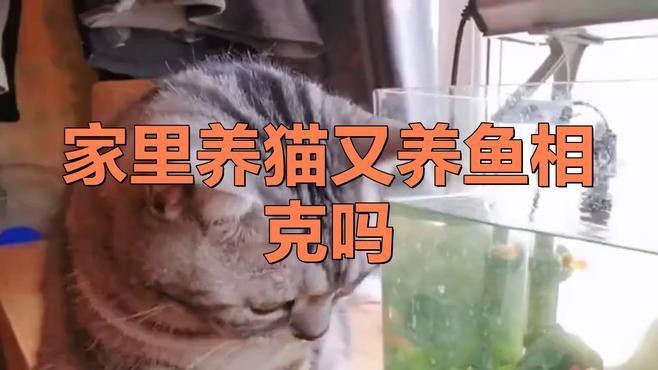 家里養魚能一起養貓嗎