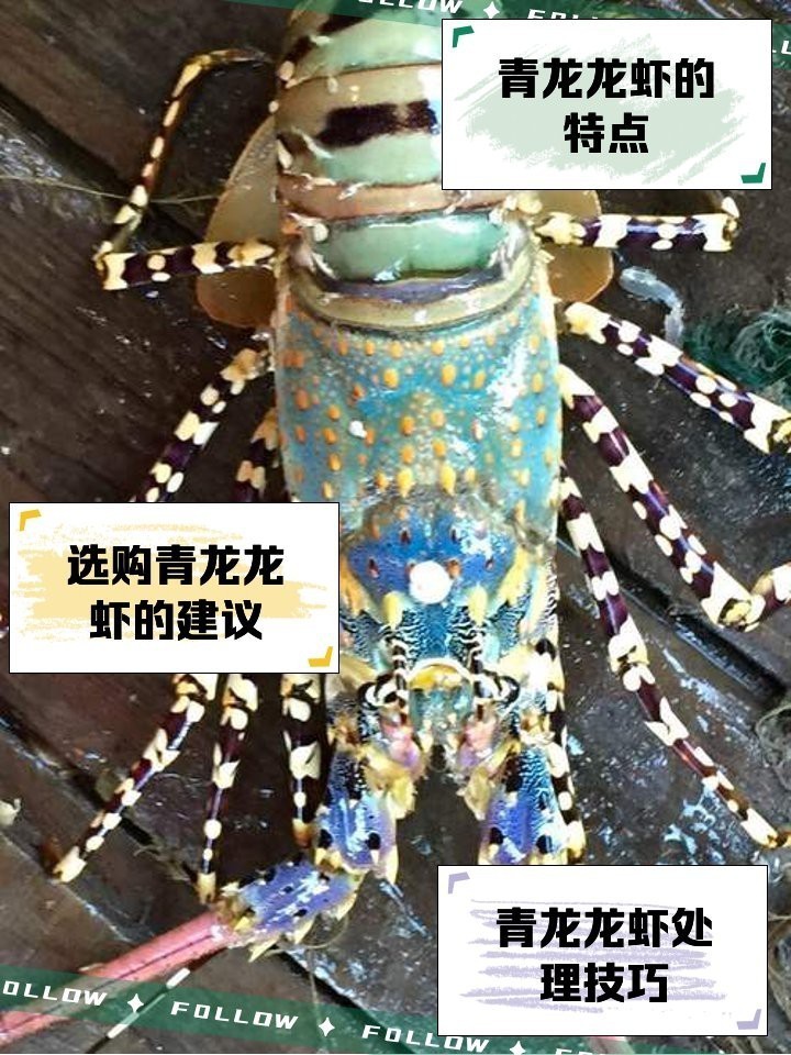 青龍一只一斤多少錢