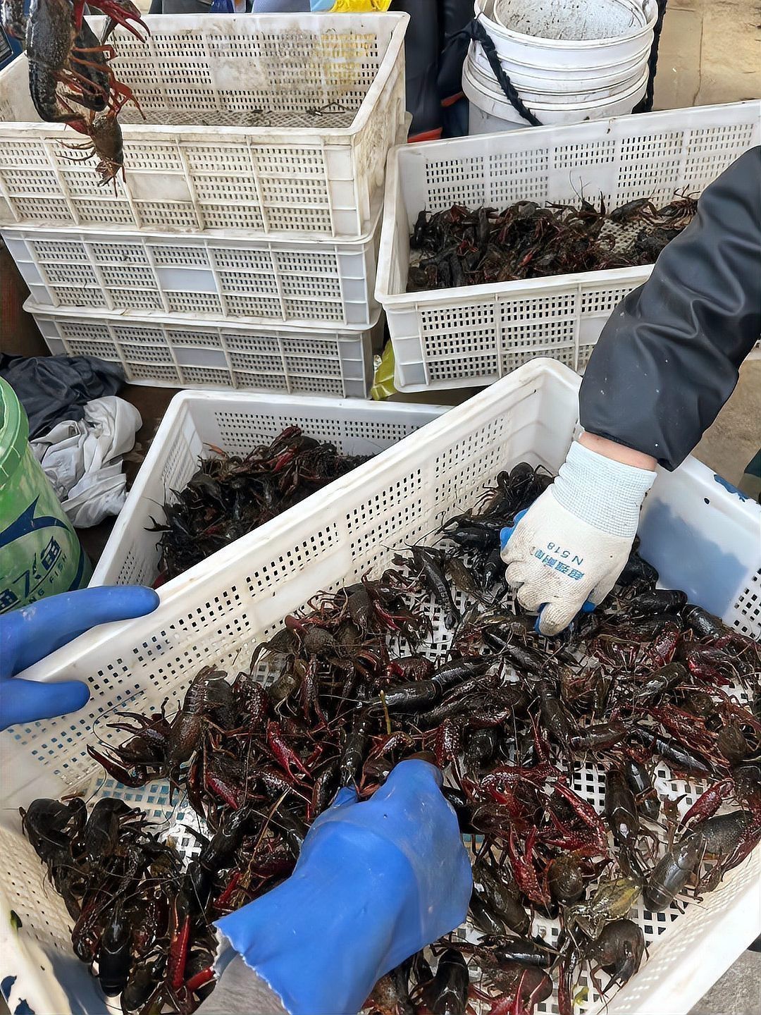 青龍一只一斤多少錢