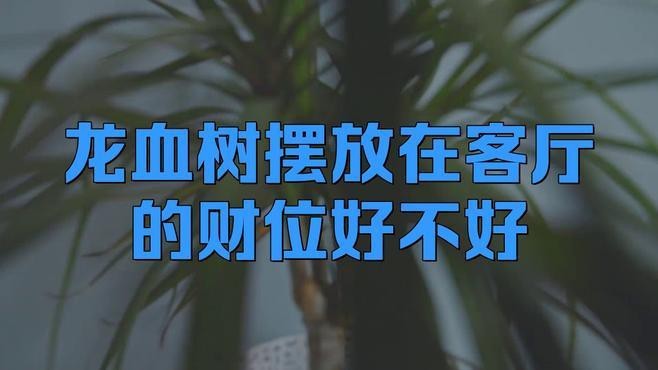 龍血樹適合放在哪個(gè)位置？