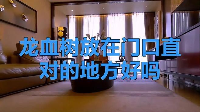 龍血樹適合放在哪個(gè)位置？