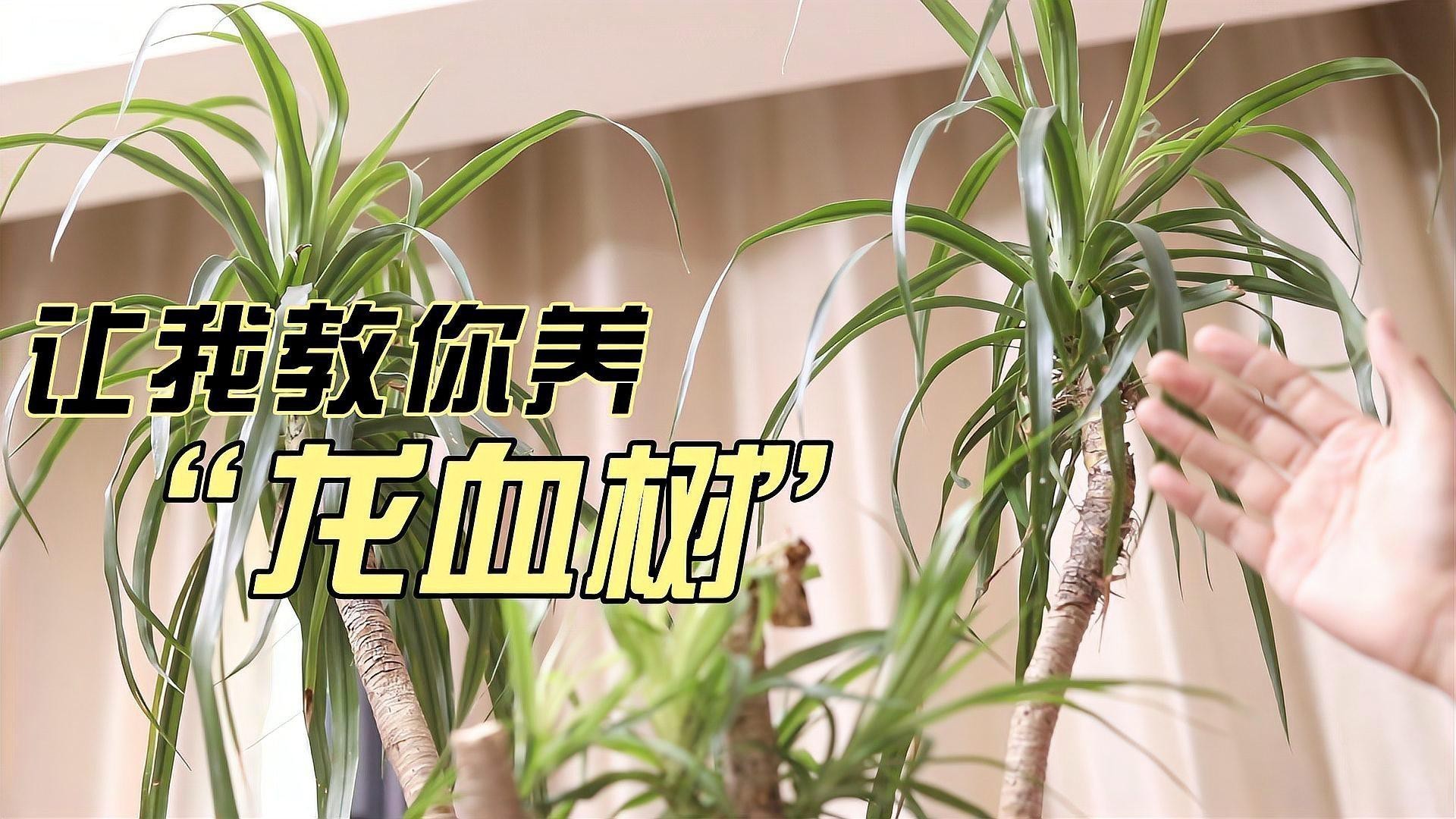 龍血樹適合放在哪個(gè)位置？