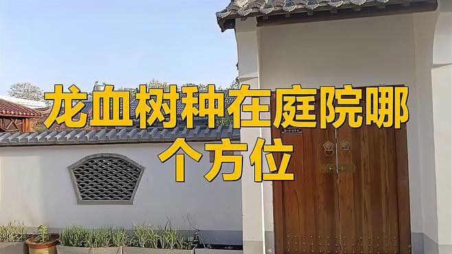 龍血樹適合放在哪個(gè)位置？