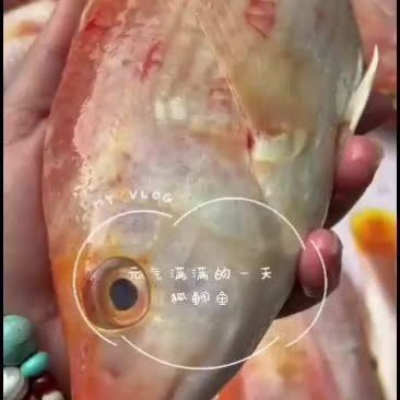 鯛魚多少錢一斤市場價