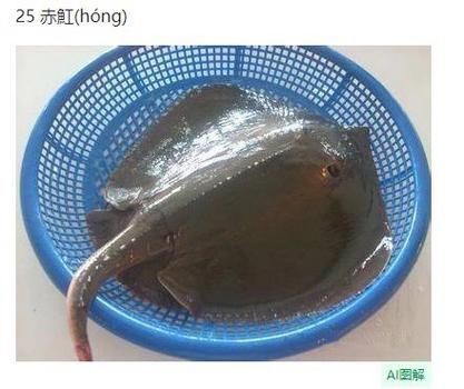 魟魚品種圖片大全