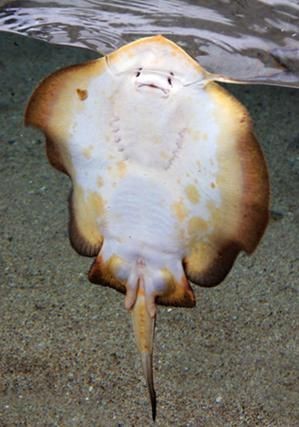 魟魚品種圖片大全