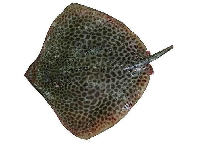 魟魚品種圖片大全