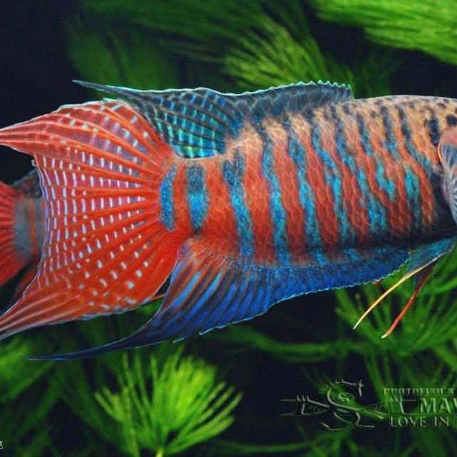 斗魚是什么魚