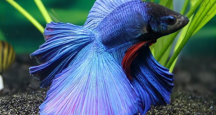 斗魚是什么魚