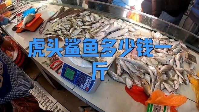 虎頭鯊淡水魚多少錢一斤 龍魚論壇 第3張 虎頭鯊淡水魚多少錢一斤 虎頭鯊淡水魚多少錢一斤 龍魚論壇 第3張