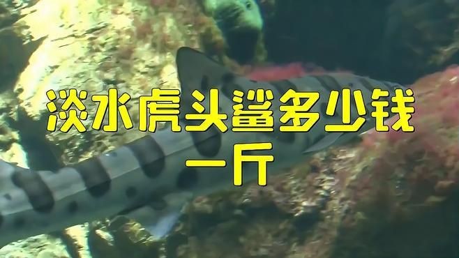 虎頭鯊淡水魚多少錢一斤 龍魚論壇 第1張 虎頭鯊淡水魚多少錢一斤 虎頭鯊淡水魚多少錢一斤 龍魚論壇 第1張