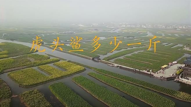 虎頭鯊淡水魚多少錢一斤 龍魚論壇 第5張 虎頭鯊淡水魚多少錢一斤 虎頭鯊淡水魚多少錢一斤 龍魚論壇 第5張