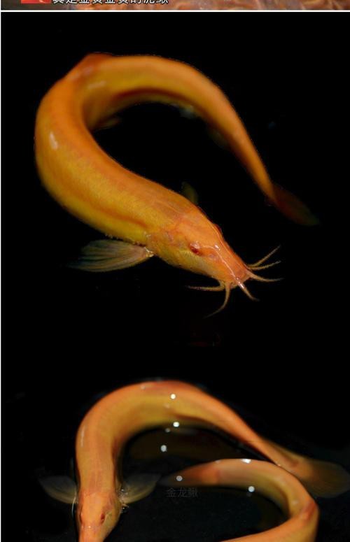 能提供更多龍鰍魚圖片嗎？