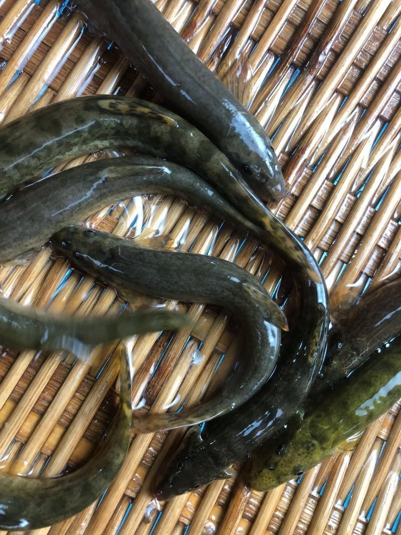 能提供更多龍鰍魚圖片嗎？