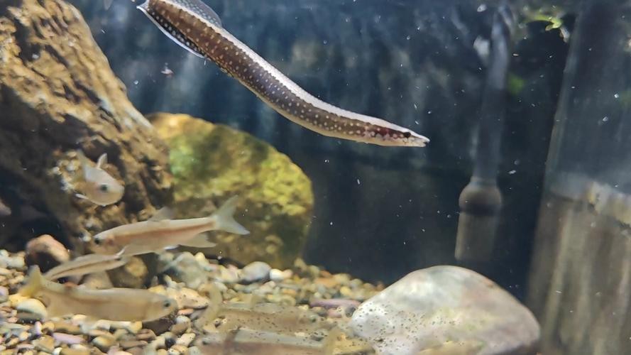 能提供更多龍鰍魚圖片嗎？