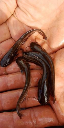 能提供更多龍鰍魚圖片嗎？