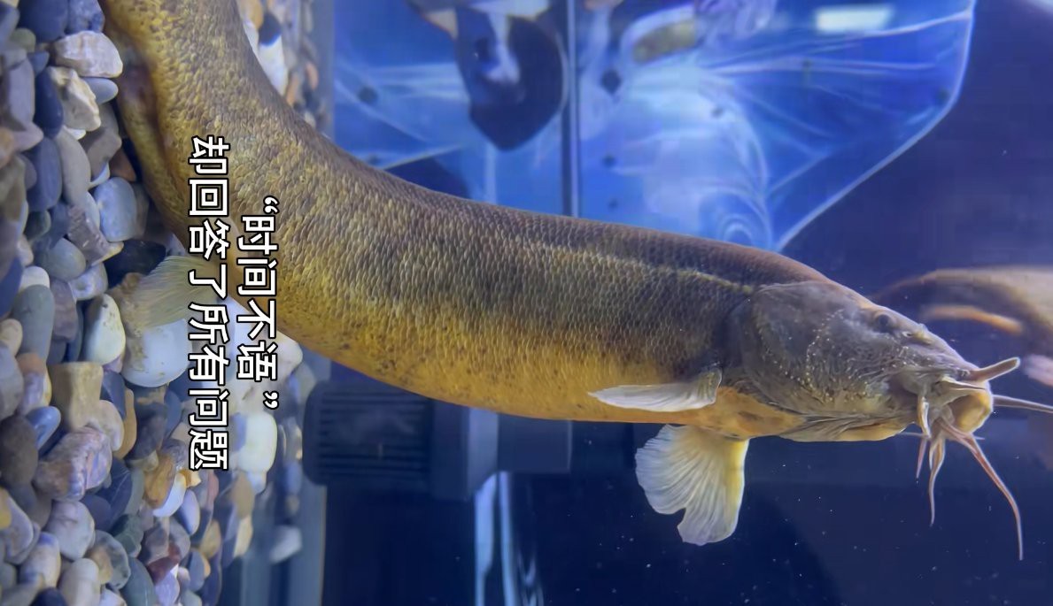 能提供更多龍鰍魚圖片嗎？